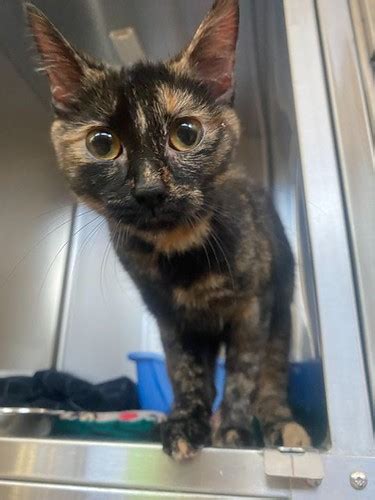 2201 portland street se|Stray Animals .